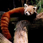 Panda červená